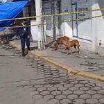 Decomisados 80 kilos de pirotecnia en Puebla: Lourdes Rosales