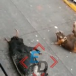 Con una herida de bala en la rodilla es como resultó un chofer de transporte público en Puebla