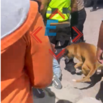 Árbol cae encima de un vehículo y el conductor se salva de milagro en Puebla capital.