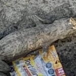 Es hallado el anillo de Blanca Olivia N mexicana desaparecida en Perú en cuerpo desmembrado