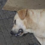 Bada delictiva es detenida por policías en San Martin Texmelucan