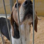 Continúa la búsqueda de Vanessa «La estudiante mata perros de Huauchinango»; su padrastro también está prófugo