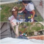 Entregaran actas de nacimiento para perros y gatos en San Pedro Cholula