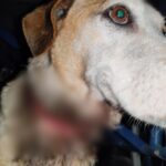 “Dana” y “Zeus”, integrantes de la Unidad Canina de Búsqueda y Rescate se jubilan tras 6 y 7 años de servicio