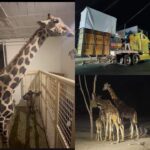 Activistas piden a Africam Safari también salvar a la elefanta Ely