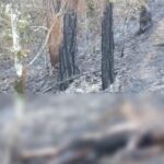 Delincuentes dan cristalizo a muebleria en Prados Agua Azul