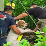 Trágico accidente en carretera Tepatlaxco-San Agustín Tlaxco deja dos muertos