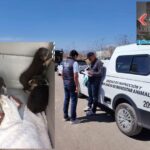 Gobierno de San Pedro Cholula condena hechos violentos registrados durante plebiscitos