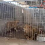 Rescatan a seis perros víctimas de crueldad animal en San Pedro Cholula