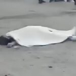 Mujer muere a bordo de su motocicleta tras ser impactada por un tráiler en Tehuacán; su hijo es hospitalizado