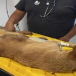 Con entrega de aparatos ortopédicos, habitantes de Coronango mejorarán su movilidad