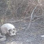 Gana pases 2×1 en Africam Safari reciclando tu árbol de navidad
