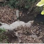 Confusión durante operativo de búsqueda de Lidya Valdivia desata agresión contra un motociclista en Acajete