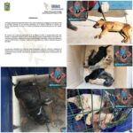Operativo en Huejotzingo deja cuatro detenidos; dos estarían implicados en incendio de un Oxxo