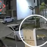 Reaprehenden a interno que escapó del Cereso de Cholula; estuvo prófugo más de tres semanas